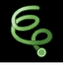 Rune